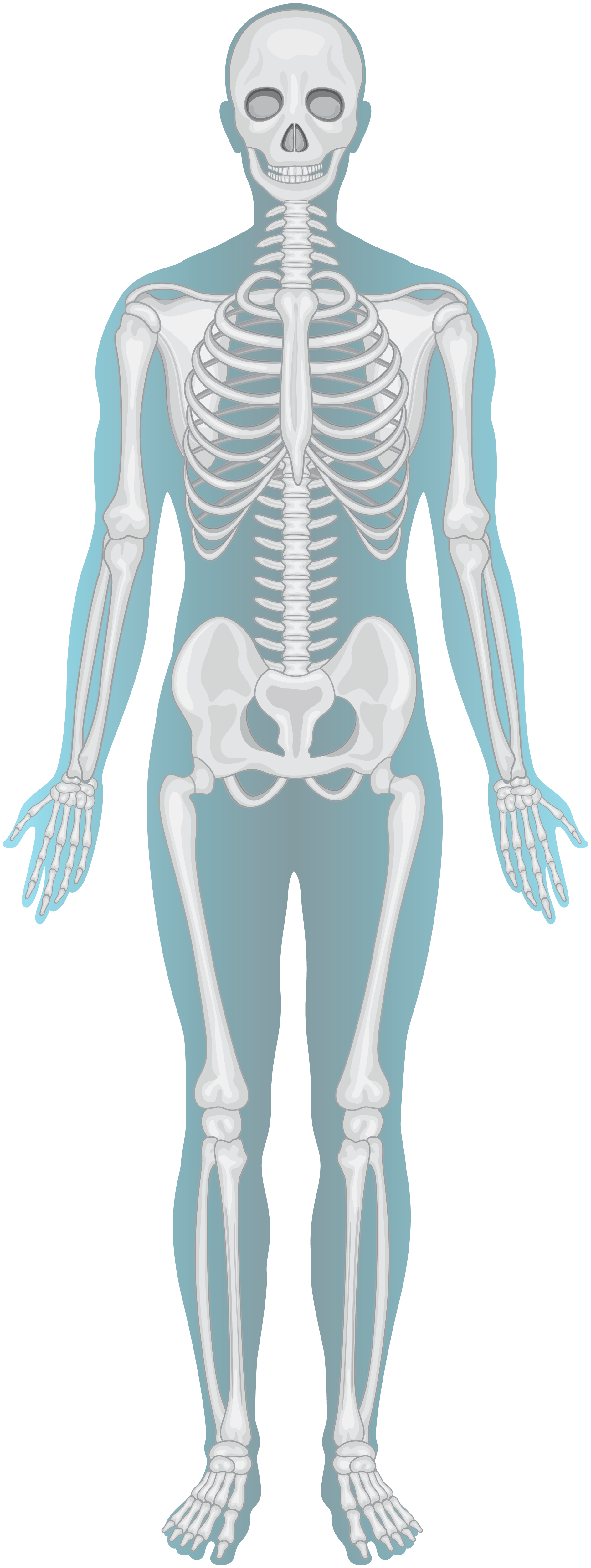 Skelett Osteopat Englund